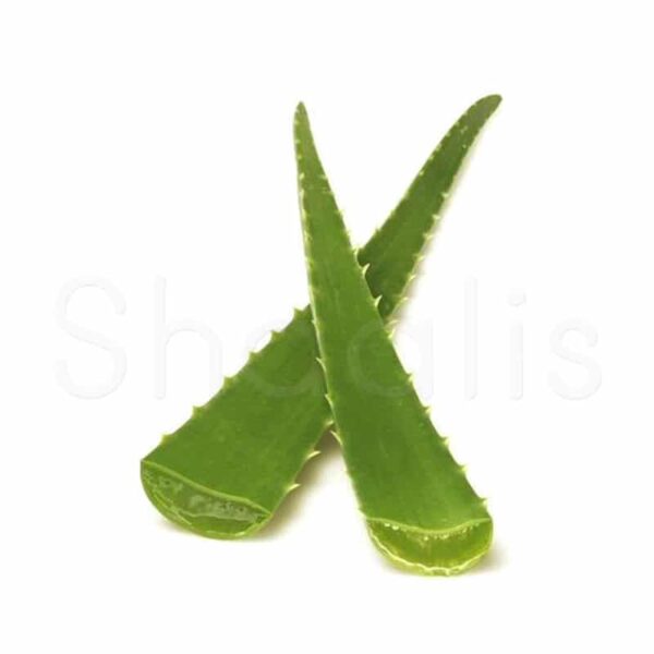 Fresh Aloe Vera Leaf (Single)^