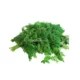 Drumstick Leaves