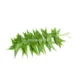 Neem Leaves