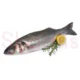 Sea-Bass_785x